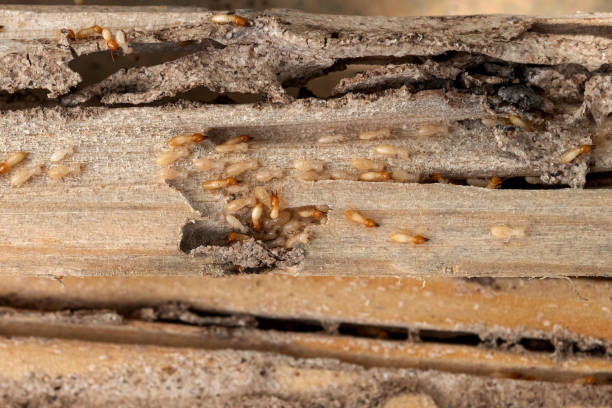 Best Emergency Pest Control  in Newport, OH
